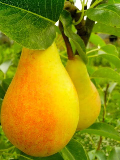 Органичен душ гел  с алое вера и круша   DELICE DE POIRE 500мл - AVRIL